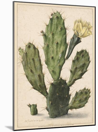Flowering Prickly Pear Cactus, 1683-Herman Saftleven-Mounted Art Print