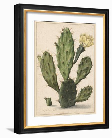 Flowering Prickly Pear Cactus, 1683-Herman Saftleven-Framed Art Print