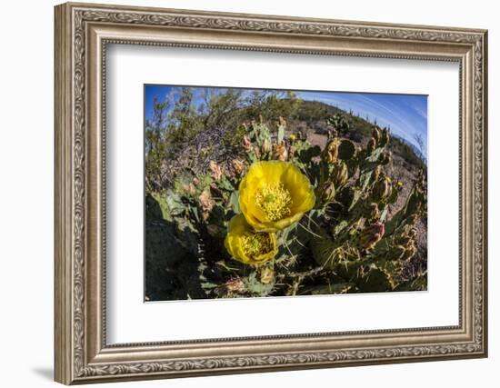 Flowering prickly pear cactus (Opuntia ficus-indica), in the Sweetwater Preserve, Tucson, Arizona,-Michael Nolan-Framed Photographic Print