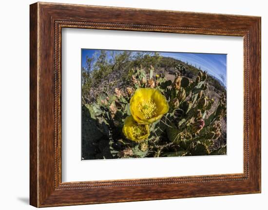 Flowering prickly pear cactus (Opuntia ficus-indica), in the Sweetwater Preserve, Tucson, Arizona,-Michael Nolan-Framed Photographic Print