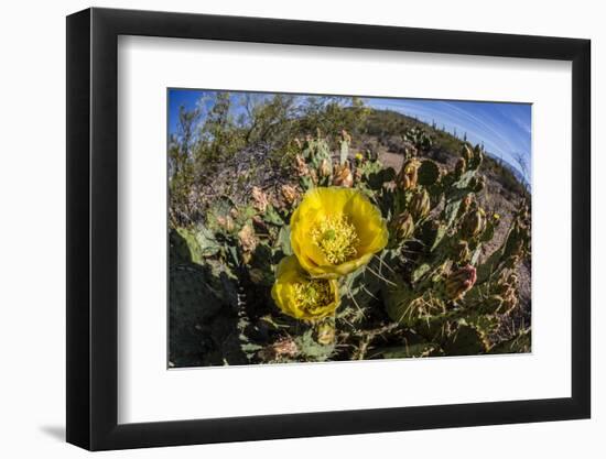 Flowering prickly pear cactus (Opuntia ficus-indica), in the Sweetwater Preserve, Tucson, Arizona,-Michael Nolan-Framed Photographic Print