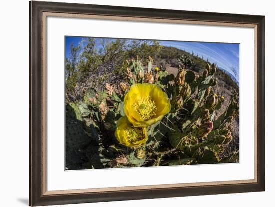 Flowering prickly pear cactus (Opuntia ficus-indica), in the Sweetwater Preserve, Tucson, Arizona,-Michael Nolan-Framed Photographic Print