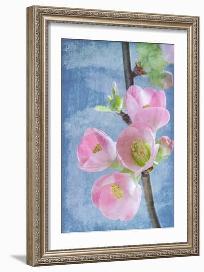 Flowering Quince I-Kathy Mahan-Framed Photographic Print