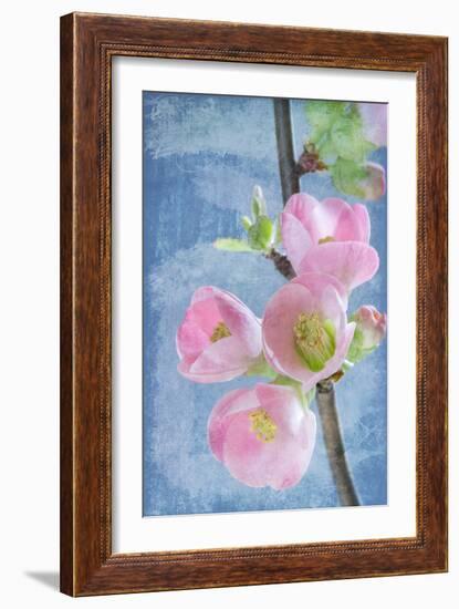 Flowering Quince I-Kathy Mahan-Framed Photographic Print