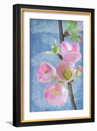 Flowering Quince I-Kathy Mahan-Framed Photographic Print