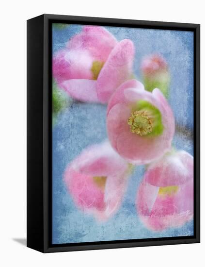 Flowering Quince II-Kathy Mahan-Framed Premier Image Canvas