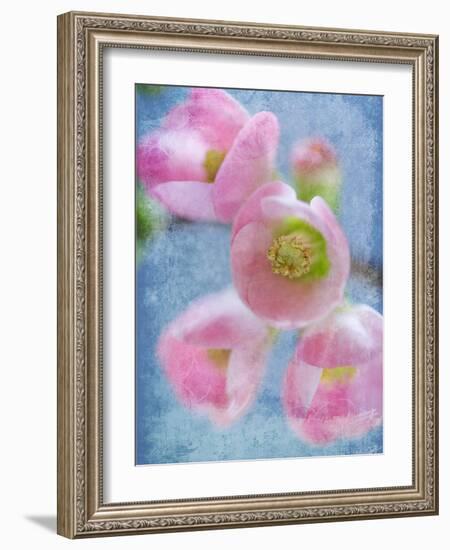 Flowering Quince II-Kathy Mahan-Framed Photographic Print