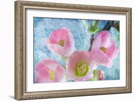 Flowering Quince IV-Kathy Mahan-Framed Photographic Print