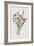 Flowering Rush (Chromolitho)-Frederick Edward Hulme-Framed Giclee Print