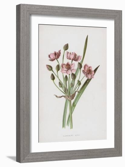 Flowering Rush (Chromolitho)-Frederick Edward Hulme-Framed Giclee Print