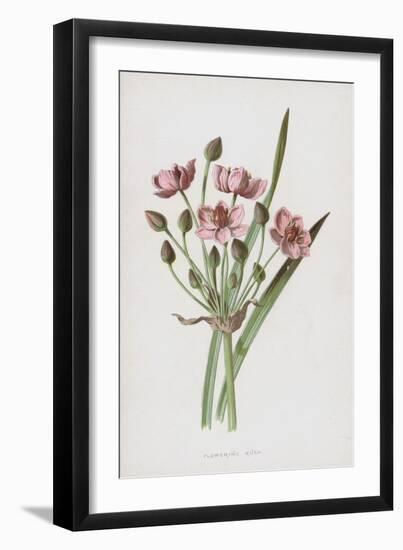 Flowering Rush (Chromolitho)-Frederick Edward Hulme-Framed Giclee Print