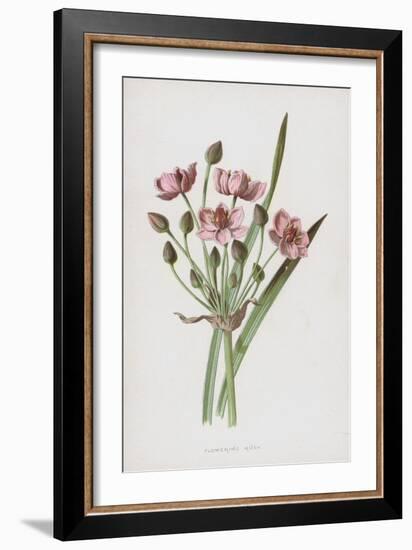 Flowering Rush (Chromolitho)-Frederick Edward Hulme-Framed Giclee Print