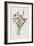 Flowering Rush (Chromolitho)-Frederick Edward Hulme-Framed Giclee Print