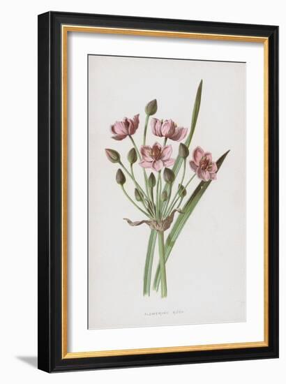Flowering Rush (Chromolitho)-Frederick Edward Hulme-Framed Giclee Print