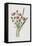 Flowering Rush (Chromolitho)-Frederick Edward Hulme-Framed Premier Image Canvas