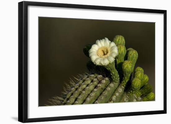 Flowering Saguaro Cactus, Saguaro National Park, Tucson, Arizona, USA-Peter Hawkins-Framed Photographic Print