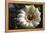 Flowering Saguaro Cactus, Saguaro National Park, Tucson, Arizona, USA-Peter Hawkins-Framed Premier Image Canvas