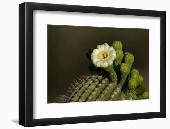 Flowering Saguaro Cactus, Saguaro National Park, Tucson, Arizona, USA-Peter Hawkins-Framed Photographic Print