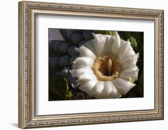 Flowering Saguaro Cactus, Saguaro National Park, Tucson, Arizona, USA-Peter Hawkins-Framed Photographic Print