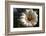 Flowering Saguaro Cactus, Saguaro National Park, Tucson, Arizona, USA-Peter Hawkins-Framed Photographic Print