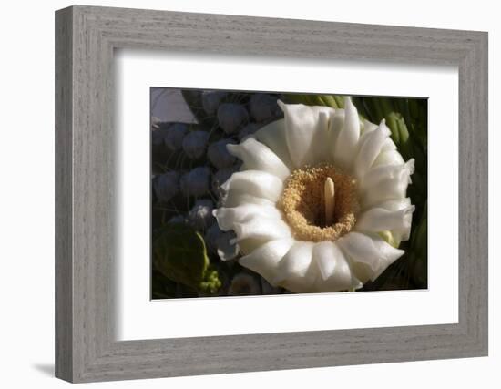 Flowering Saguaro Cactus, Saguaro National Park, Tucson, Arizona, USA-Peter Hawkins-Framed Photographic Print