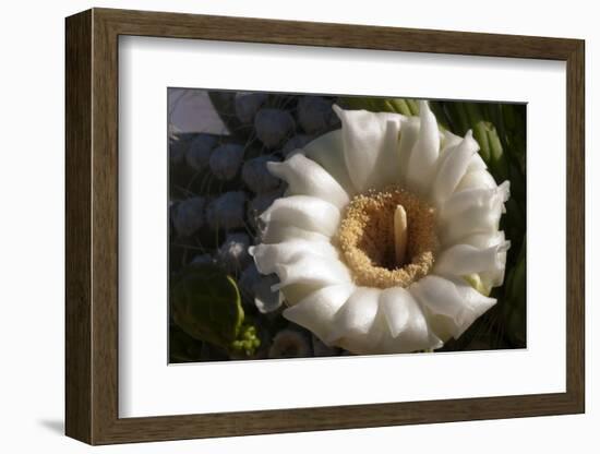 Flowering Saguaro Cactus, Saguaro National Park, Tucson, Arizona, USA-Peter Hawkins-Framed Photographic Print