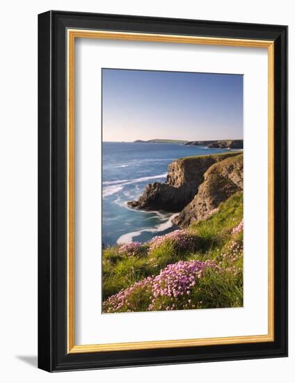 Flowering Sea Thrift (Armeria Maritima) on the Cornish Clifftops Near Porthcothan, Cornwall-Adam Burton-Framed Photographic Print