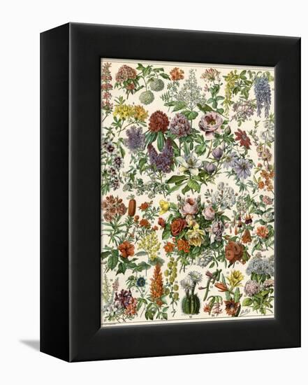 Flowering Shrubs, Including Peony, Rose, Lilac, Echinopsis, Fuschia, Laurel, Magnolia, Rhododendron-null-Framed Premier Image Canvas