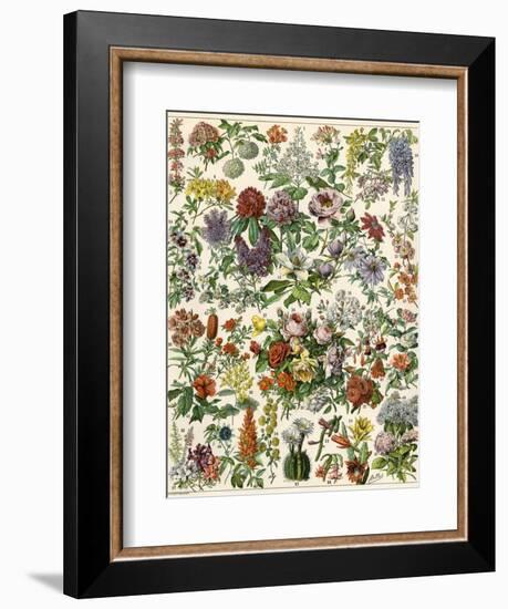 Flowering Shrubs, Including Peony, Rose, Lilac, Echinopsis, Fuschia, Laurel, Magnolia, Rhododendron-null-Framed Giclee Print