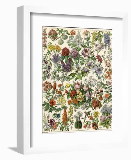 Flowering Shrubs, Including Peony, Rose, Lilac, Echinopsis, Fuschia, Laurel, Magnolia, Rhododendron-null-Framed Giclee Print