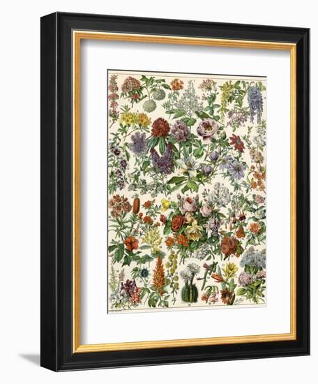 Flowering Shrubs, Including Peony, Rose, Lilac, Echinopsis, Fuschia, Laurel, Magnolia, Rhododendron-null-Framed Giclee Print