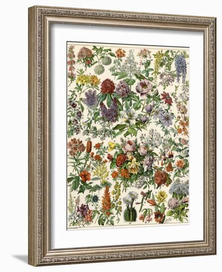 Flowering Shrubs, Including Peony, Rose, Lilac, Echinopsis, Fuschia, Laurel, Magnolia, Rhododendron-null-Framed Giclee Print