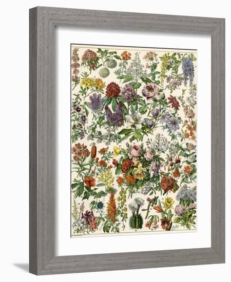 Flowering Shrubs, Including Peony, Rose, Lilac, Echinopsis, Fuschia, Laurel, Magnolia, Rhododendron-null-Framed Giclee Print