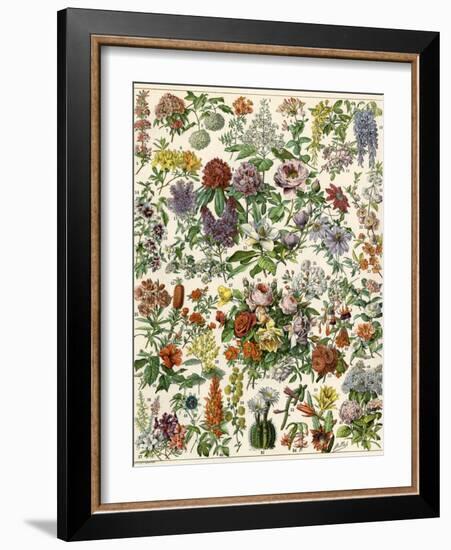 Flowering Shrubs, Including Peony, Rose, Lilac, Echinopsis, Fuschia, Laurel, Magnolia, Rhododendron-null-Framed Giclee Print