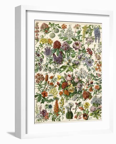 Flowering Shrubs, Including Peony, Rose, Lilac, Echinopsis, Fuschia, Laurel, Magnolia, Rhododendron-null-Framed Giclee Print