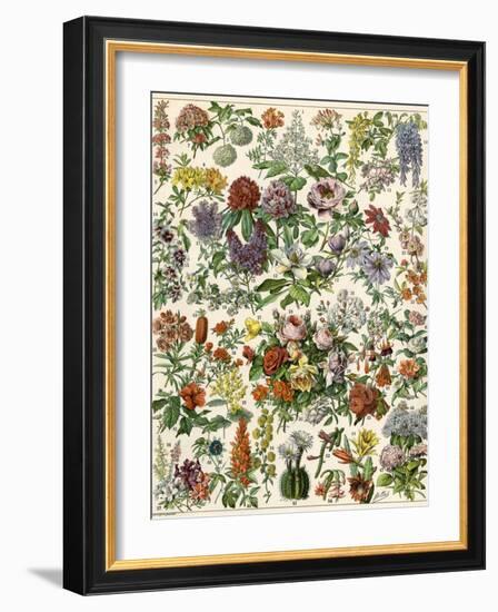 Flowering Shrubs, Including Peony, Rose, Lilac, Echinopsis, Fuschia, Laurel, Magnolia, Rhododendron-null-Framed Giclee Print