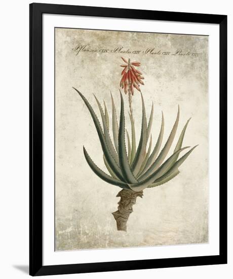 Flowering Succulent II-Giclee Studio-Framed Giclee Print