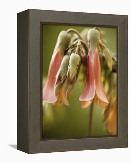 Flowering succulent-Angela Drury-Framed Premier Image Canvas