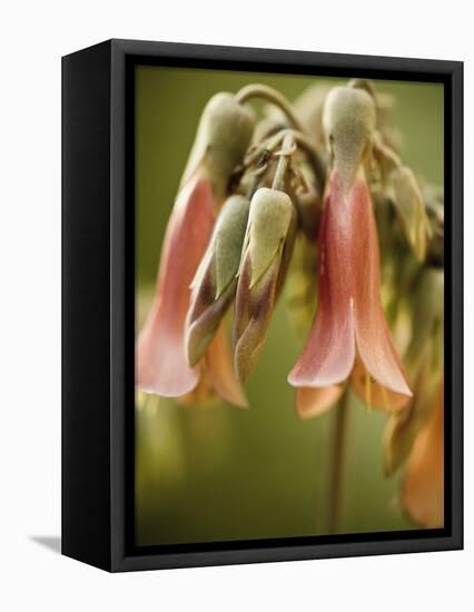 Flowering succulent-Angela Drury-Framed Premier Image Canvas