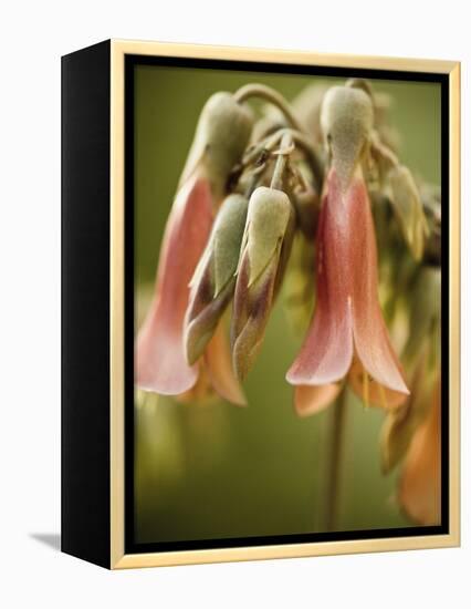 Flowering succulent-Angela Drury-Framed Premier Image Canvas