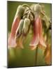 Flowering succulent-Angela Drury-Mounted Photographic Print