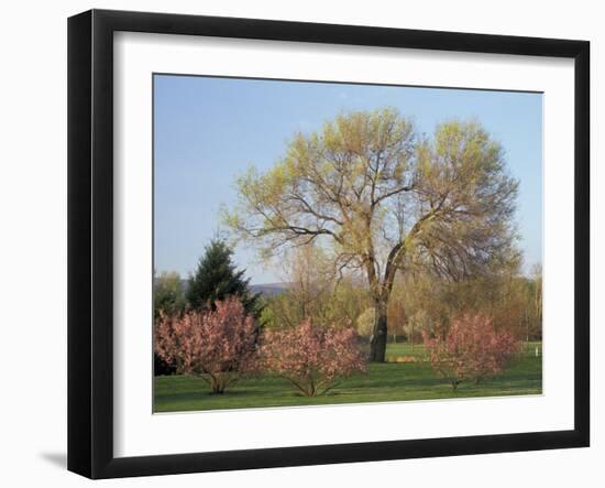 Flowering Trees in the Yakima Area Arboretum, Washington, USA-null-Framed Photographic Print