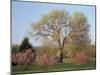 Flowering Trees in the Yakima Area Arboretum, Washington, USA-null-Mounted Photographic Print