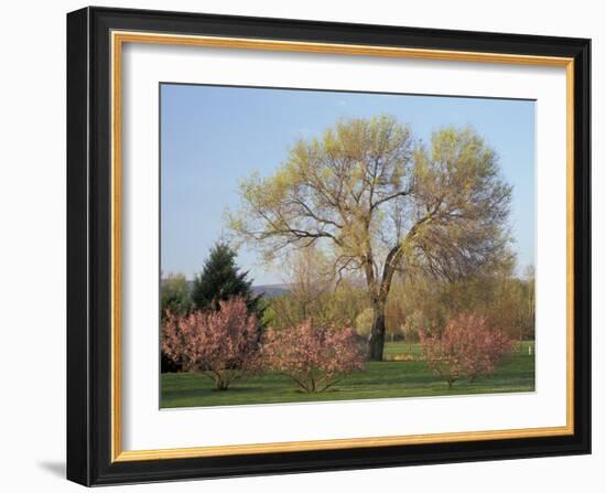 Flowering Trees in the Yakima Area Arboretum, Washington, USA-null-Framed Photographic Print