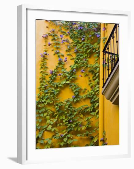 Flowering Vine on Wall, San Miguel De Allende, Guanajuato, Mexico-Julie Eggers-Framed Photographic Print