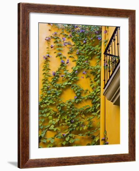 Flowering Vine on Wall, San Miguel De Allende, Guanajuato, Mexico-Julie Eggers-Framed Photographic Print