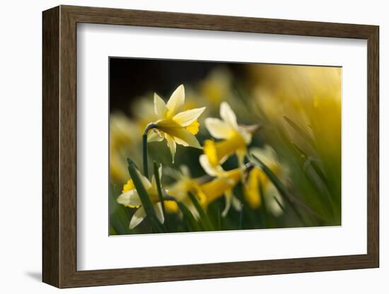 Flowering Wild Daffodils (Narcissus Pseudonarcissus) Dunsdon Wood, Dartmoor Np, England, UK, March-Ross Hoddinott-Framed Photographic Print