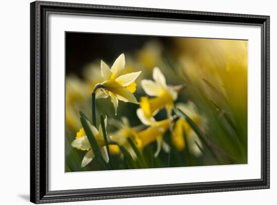 Flowering Wild Daffodils (Narcissus Pseudonarcissus) Dunsdon Wood, Dartmoor Np, England, UK, March-Ross Hoddinott-Framed Photographic Print