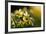 Flowering Wild Daffodils (Narcissus Pseudonarcissus) Dunsdon Wood, Dartmoor Np, England, UK, March-Ross Hoddinott-Framed Photographic Print