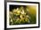 Flowering Wild Daffodils (Narcissus Pseudonarcissus) Dunsdon Wood, Dartmoor Np, England, UK, March-Ross Hoddinott-Framed Photographic Print